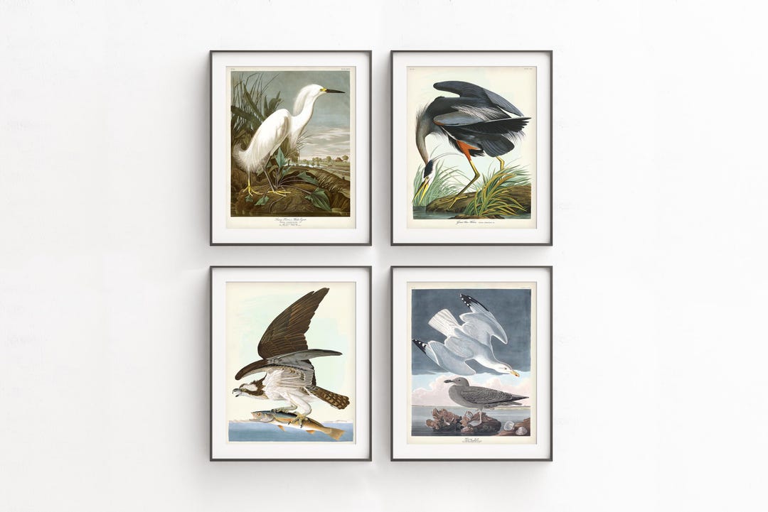Audubon Sea Bird Print Set: Vintage Coastal Decor, Birds of America - Etsy