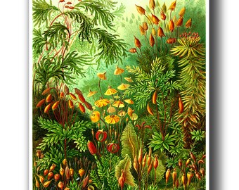 Wildflowers Print, Botanical Poster, Ernst Haeckel Illustration, Flower Art, Botanical Wall Art, Botanical Decor, Summer Print, Floral Print