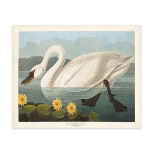 Vintage Swan Art Print from Audubon Birds of America, Bird Print, Girl's Room Art, Gift for Mom