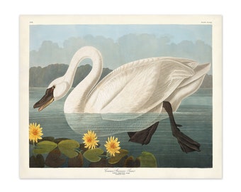 Vintage Swan Art Print from Audubon Birds of America, Bird Print, Girl's Room Art, Gift for Mom