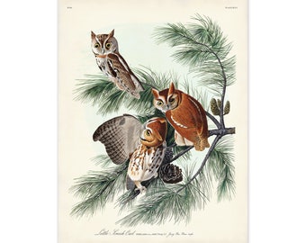 Screech Owl Print, Audubon Birds of America, Vintage Bird Print, Little Screech Owl Illustration, 300 gsm Fine Art Paper
