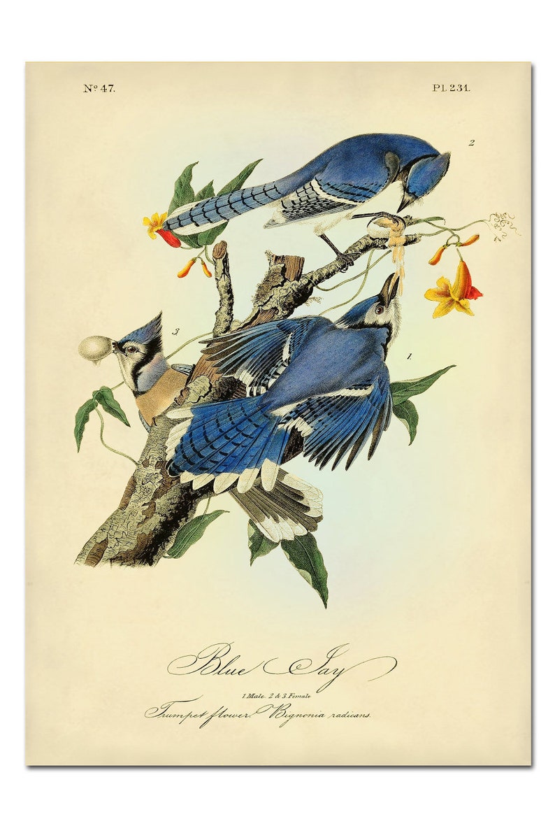 Audubon Bird Print Set, Audubon Birds of America, Bird and Botanical Posters, Cardinal, Blue Jay, Robin, Oriole Illustrations, Bird Art image 6