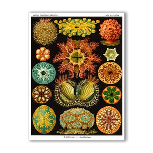 Sea Squirts Print, Vintage Sea Life Poster, Bright Colors on Black, Coastal Decor, Ernst Haeckel Scientific Illustration, Classroom Art image 1