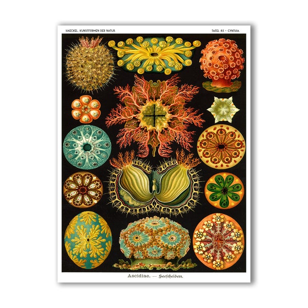 Impression d'ascidies, affiche vintage Sea Life, couleurs vives sur fond noir, décor côtier, illustration scientifique d'Ernst Haeckel, art pour la classe