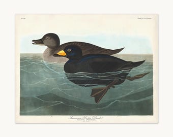 May include: A vintage print of two American scoter ducks swimming in water. The ducks are depicted with detailed feathers, one black with a yellow beak, the other gray. The water is a mix of blue and green, with the title "American Scoter Duck" at the bottom.