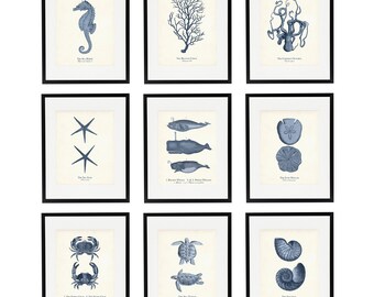 Vintage Sea Life Illustrations Set 1, Coastal & Beach, Shore House Wall Decor, Navy Blue Nautical Art Prints, Summer Wall Art, Gift for Mom