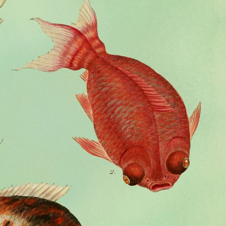 Goldfish Print, Fish Art, Feng Shui Art, Goldfish Art, Natural History, Aquatic Print, Fish, Chinese Goldfish, Aquarium Fish Art image 3