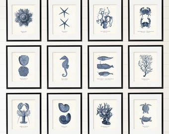 Vintage Sea Life Illustrations Set of 12, Nautical Art, Coastal Home Decor, Shore House Art, Corals, Shells, Crabs, Whales, Octopus, Lobster