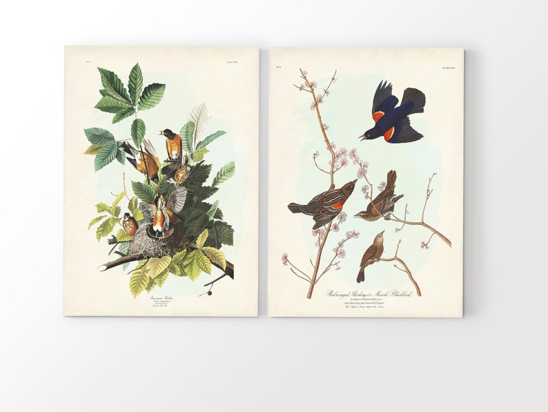 Audubon Backyard Birds Art Print Set: Vintage Bird and Botanical Wall ...