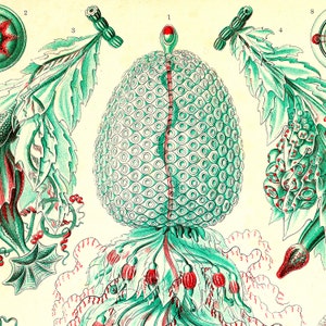 May include: A vintage illustration of a green and red sea creature with a round, textured body and a long, thin tail. The creature is surrounded by smaller, green and red sea creatures. The illustration is labeled with numbers 1 through 8.