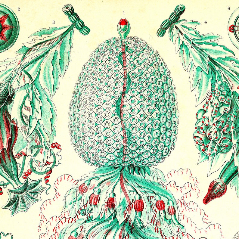 May include: A vintage illustration of a green and red sea creature with a round, textured body and a long, thin tail. The creature is surrounded by smaller, green and red sea creatures. The illustration is labeled with numbers 1 through 8.