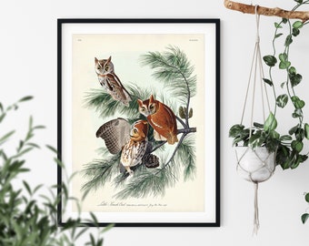 Impression de chouette des cris, Audubon oiseaux d'Amérique, impression d'oiseau vintage, petite illustration de chouette des cris