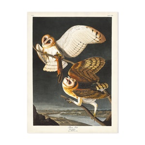 Barn Owl Print, Audubon Birds of America, Vintage Bird Print, Barn Owl Illustration, Rustic Home Decor