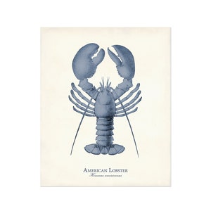May include: A blue illustration of an American lobster,  *Homarus americanus*, on a white background.