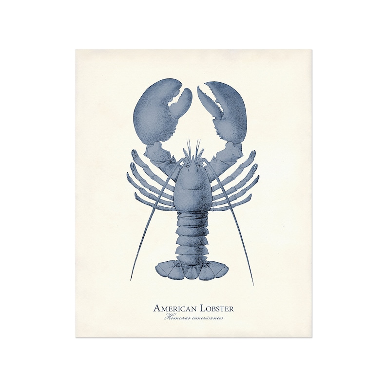 May include: A blue illustration of an American lobster,  *Homarus americanus*, on a white background.