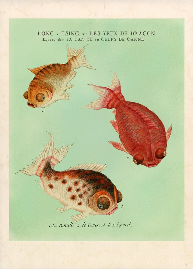 Goldfish Print, Fish Art, Feng Shui Art, Goldfish Art, Natural History, Aquatic Print, Fish, Chinese Goldfish, Aquarium Fish Art image 2