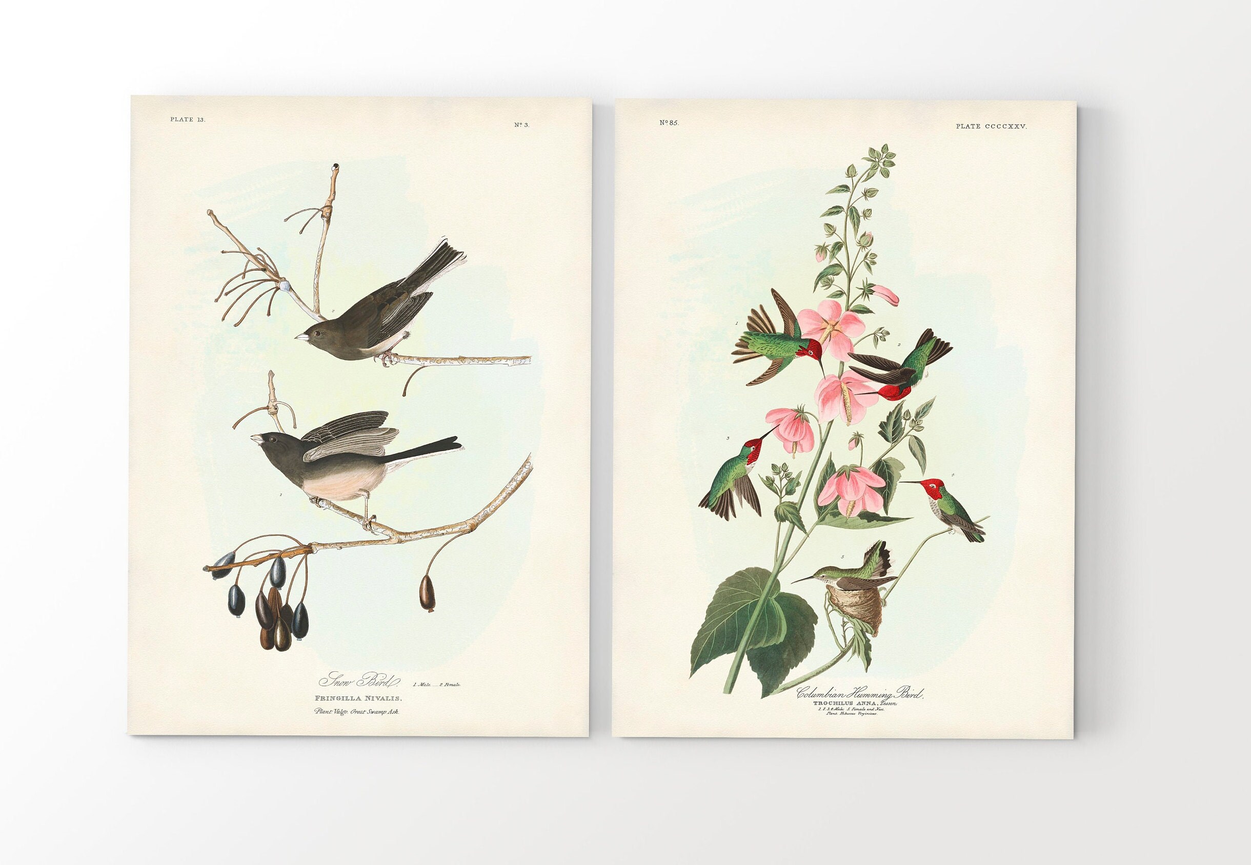 Audubon Backyard Birds Art Print Set: Vintage Bird and Botanical Wall ...