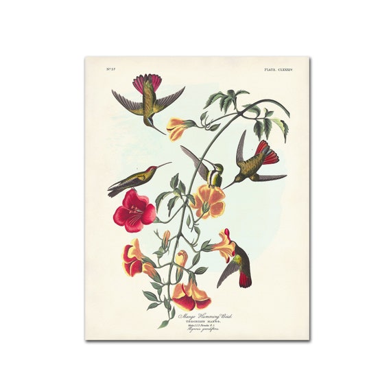 Vintage Hummingbird Print, Bird and Botanical Illustration, Audubon Print,  Mango Hummingbird and Crossvine Flowers Audubon Birds of America - Etsy
