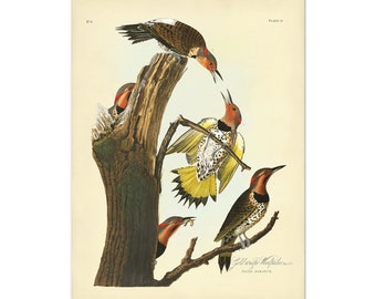 Gold-winged Woodpecker Audubon Bird Print, Bird Poster, Gold-winged Woodpecker Audubon Birds of America, Botanical Wall Art, Natural History