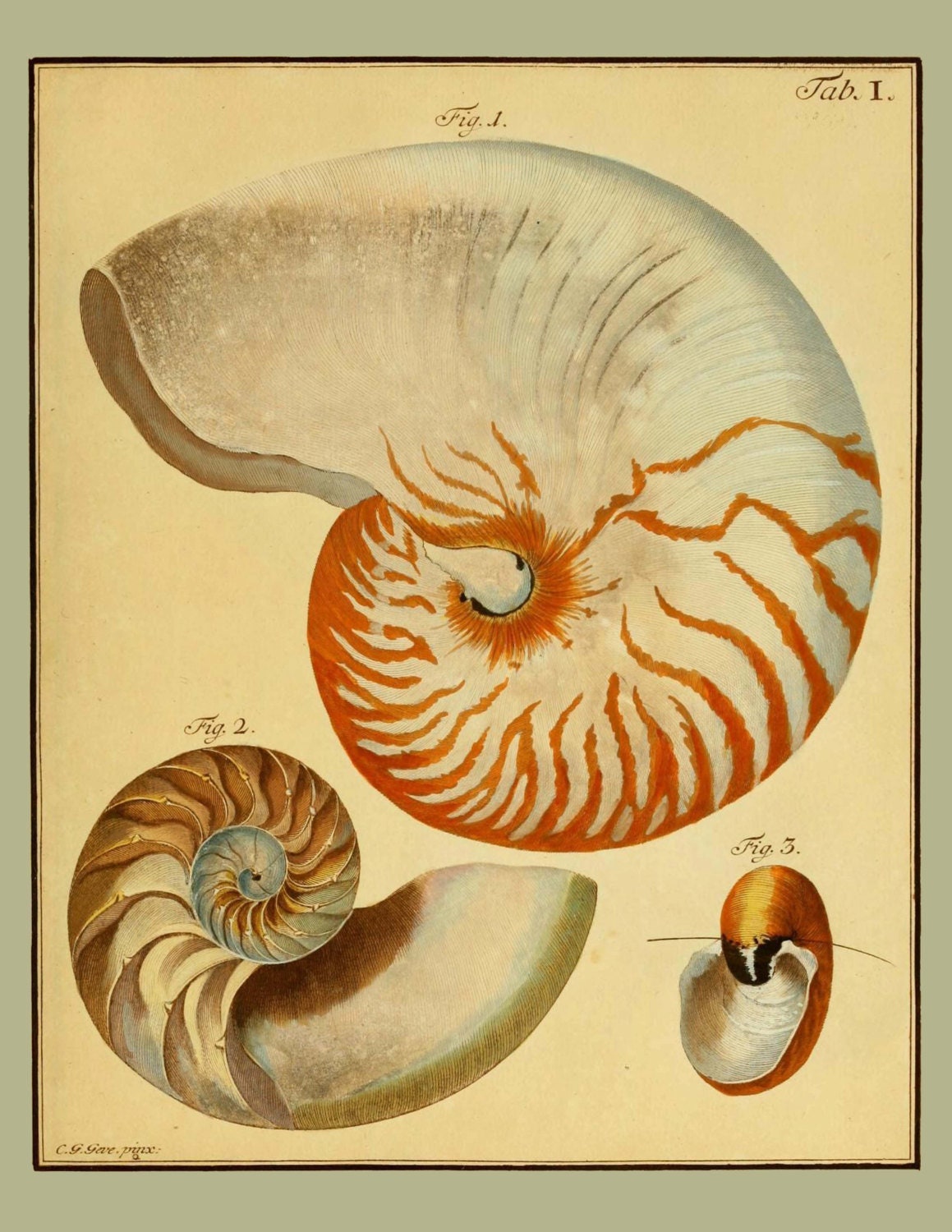 Nautilus Shell Print Or Poster From 1790 German Etsy Denmark Nautilus Shell Print Or Poster From 1790 German Etsy Denmark