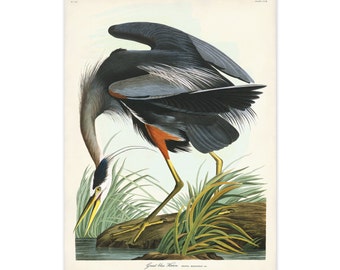 Great Blue Heron Art Print, Large Wading Bird Poster, Audubon Birds of America, Bird & Landscape Art, Christmas Gift for Nature Lover