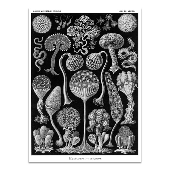 Vintage Slime Molds Print Ernst Haeckel Scientific Etsy