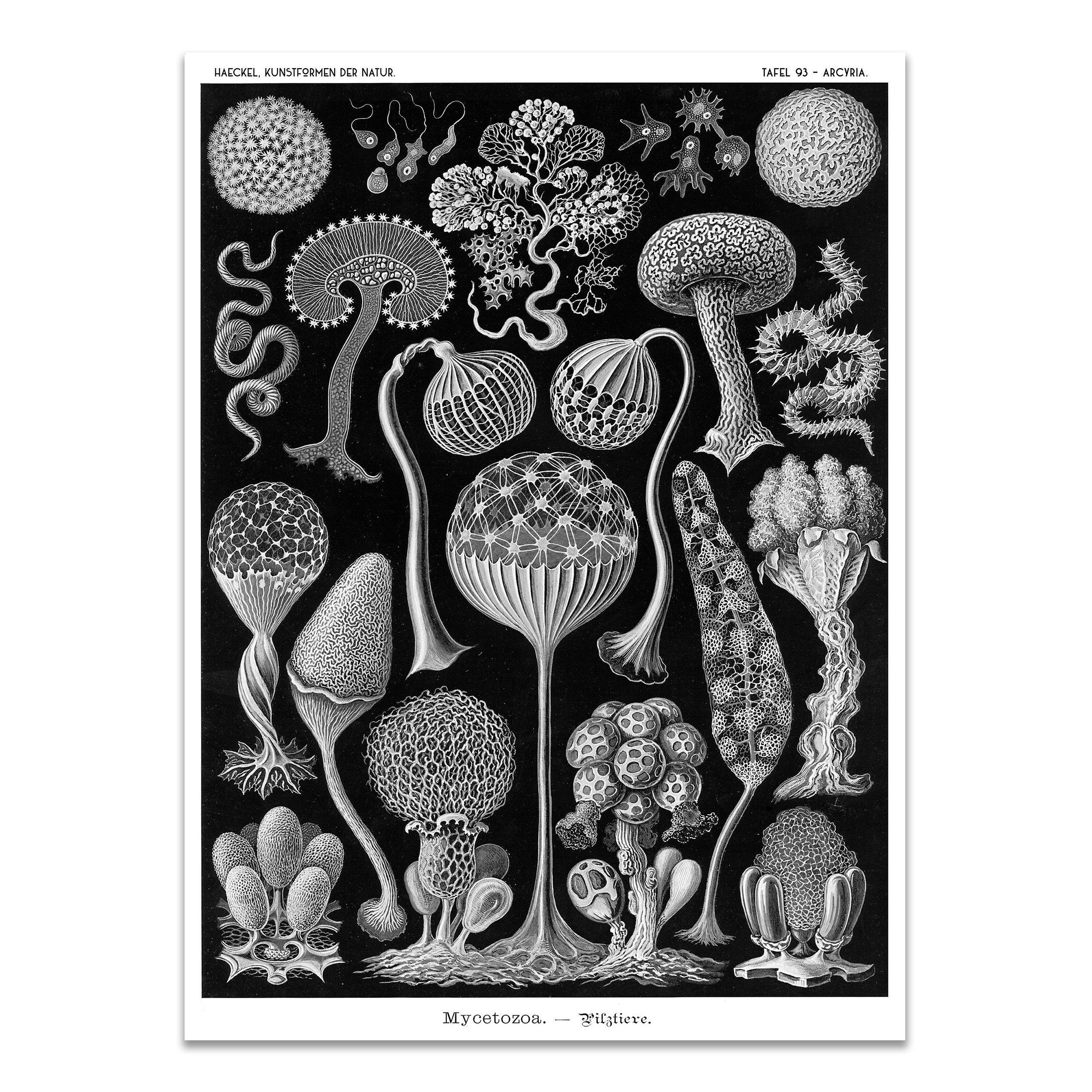 【新品】Ernst Haeckel / エルンスト ヘッケル The Art and Science of Ernst Haeckel / Taschen エルンスト