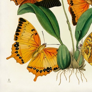 Butterflies Print, Burnt Orange Butterflies, Botanical Art, Poster