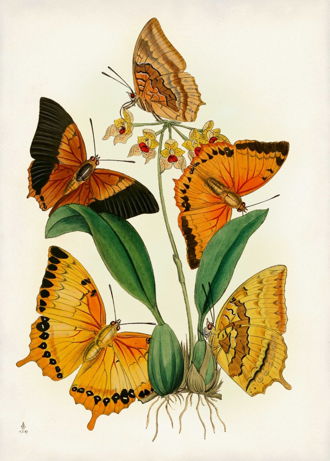 Butterflies Print, Burnt Orange Butterflies, Botanical Art, Poster