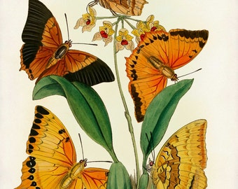 Butterflies Print, Burnt Orange Butterflies, Botanical Art, Poster, Butterfly Wall Art, Botanical Decor, Butterfly Art