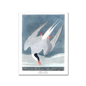 Audubon Arctic Tern Print, Vintage Sea Bird Coastal Wall Art