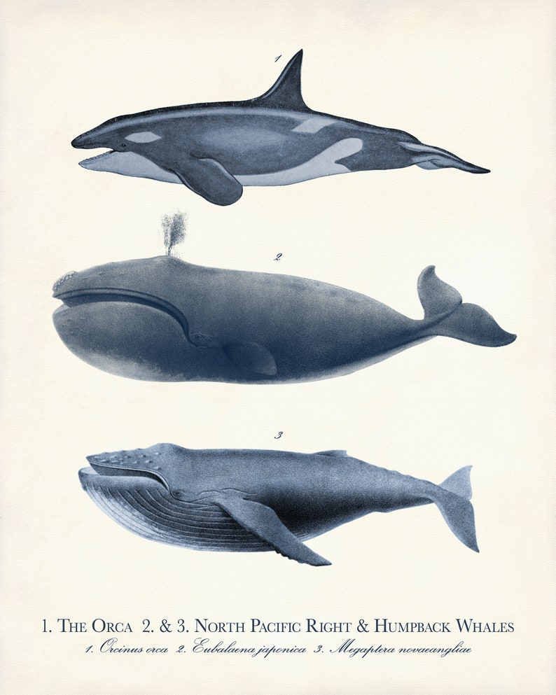 Navy Blue Sea Life Art Print Set: Coastal Home Decor, Nautical Gift image 10