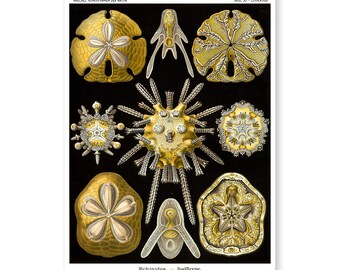 Ernst Haeckel Sea Urchin Print, Vintage Scientific Illustration