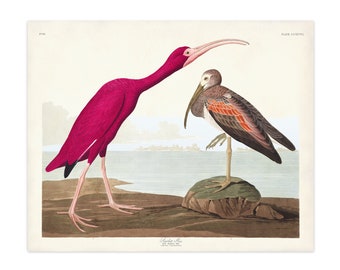Scarlett Ibis Art Print from Audubon Birds of America, Vintage Bird Wall Art, Bird Print, Ibis Poster,  Coastal Home Decor