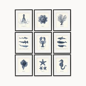 Navy Blue Sea Life Art Print Set: Coastal Home Decor, Nautical Gift image 12