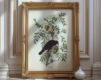 Audubon American Crow Print: Vintage Bird Illustration, Natural History Art