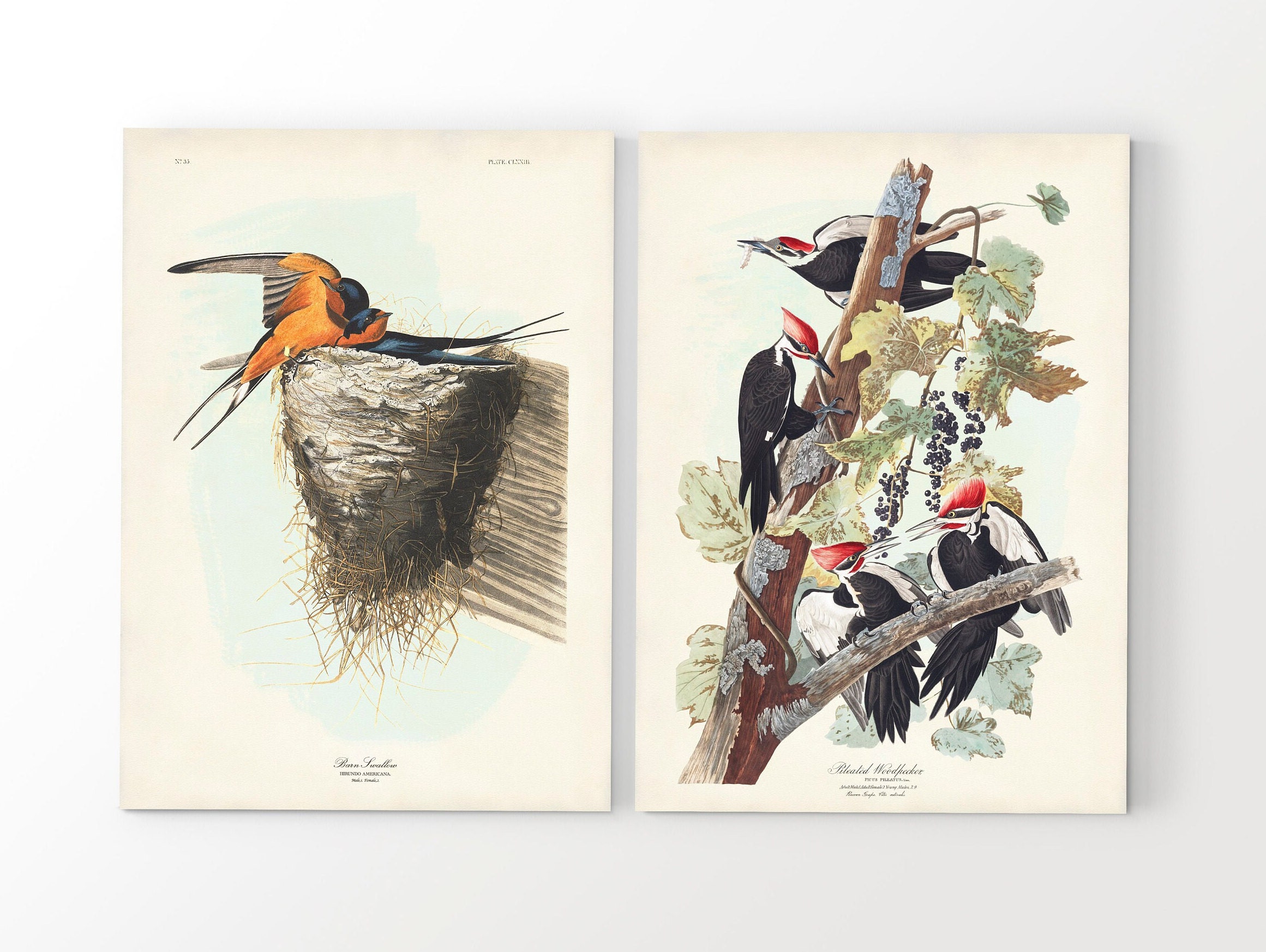 Audubon Backyard Birds Art Print Set: Vintage Bird and Botanical Wall ...