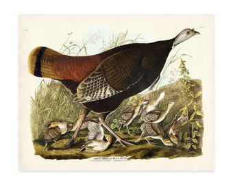 Audubon Wild Turkey Print, Vintage Birds of America Art