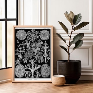 Ernst Haeckel Lichens Print, Kunstformen der Natur, Biology Teacher Gift
