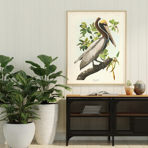 Brown Pelican Art Print- Audubon Birds of America, Coastal Bird Print, Beach House Wall Art