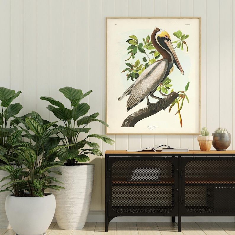 Brown Pelican Art Print, Audubon Birds of America, Coastal Bird Print, Beach House Wall Art image 3