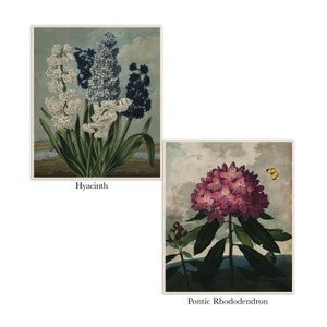 Vintage Botanical Print Set of 12, Cottagecore Botanical Illustrations ...