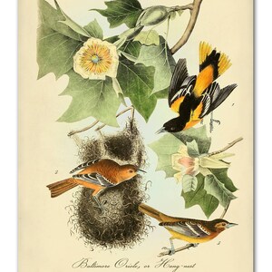 Audubon Bird Print Set, Audubon Birds of America, Bird and Botanical Posters, Cardinal, Blue Jay, Robin, Oriole Illustrations, Bird Art image 5