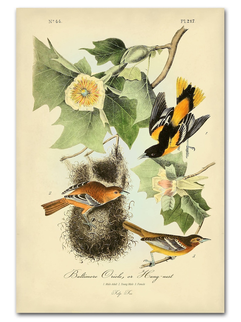 Audubon Bird Print Set, Audubon Birds of America, Bird and Botanical Posters, Cardinal, Blue Jay, Robin, Oriole Illustrations, Bird Art image 5