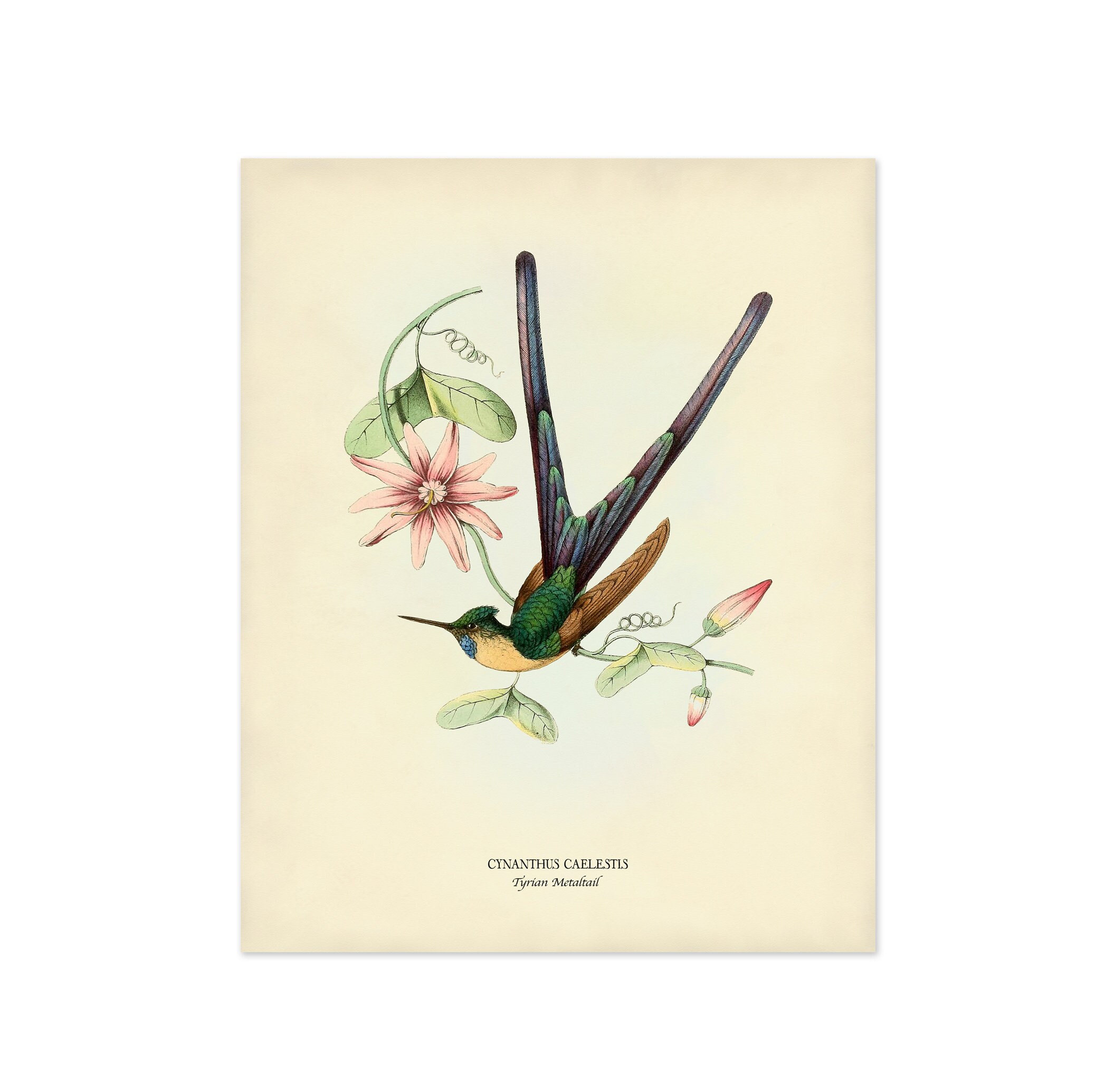 Bird Print Set of 6 Bird and Flower Prints Vintage Etsy Hong Kong