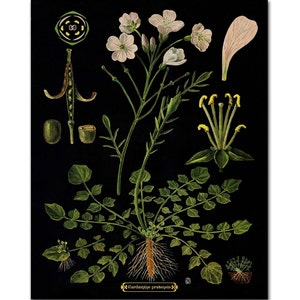 Quadro educacional botânico, presente para jardineiro, ilustração botânica vintage, arte floral de parede, flores brilhantes em impressão de flor cuco preta