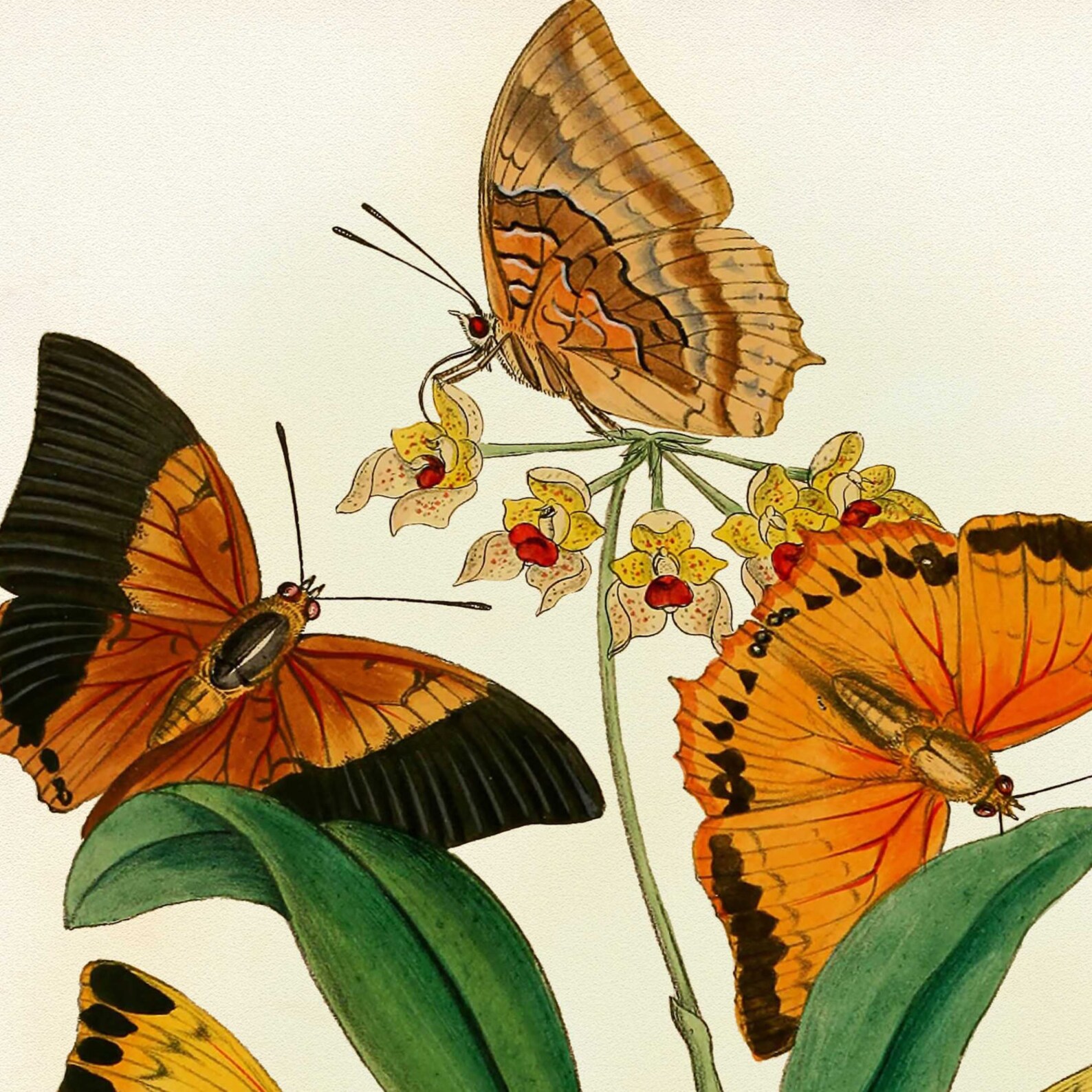Butterflies Print Burnt Orange Butterflies Botanical Art | Etsy
