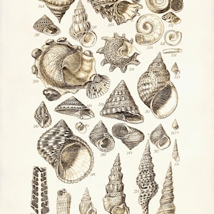 Seashells Print, Beach Home Decor, Shells Illustration, Marine Life, Coastal Decor, Beach Art, Seashell Poster