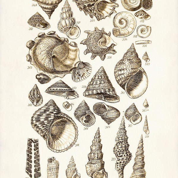 Poster mit Muscheln, Poster mit Muscheln, Strand Dekor, Muscheln Illustration, Meereslebewesen, Küsten Dekor, Strand Kunst