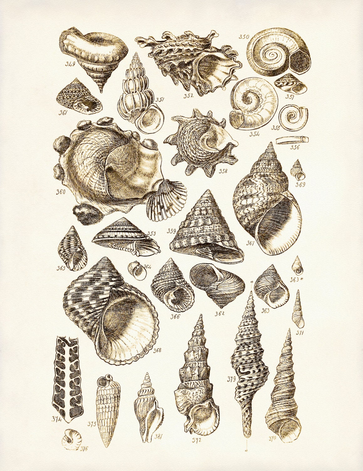 Various Sea Shells print by Deddeda